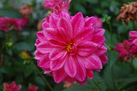 Natura