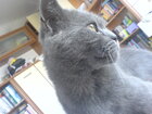 rinta
