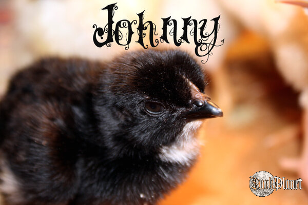 Johnny ktory tak jak Gustaw okazał się byc kurką ;P
