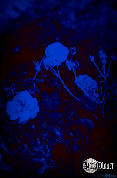 The Cure - Lullaby