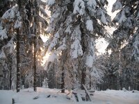 frozen