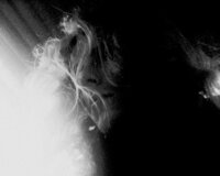 Loup en noir