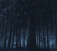 dark forest