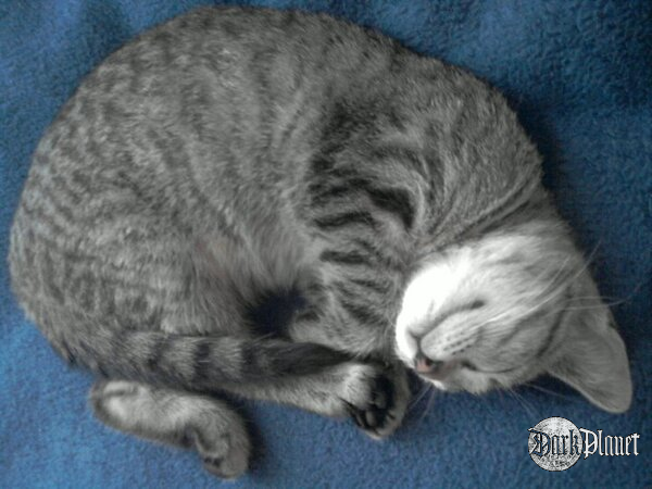 Kitka