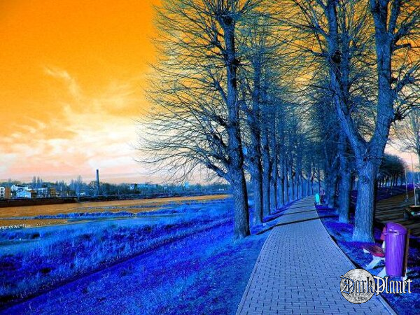 Orange Sky
