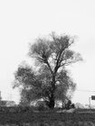 anik_a