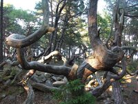 Natura