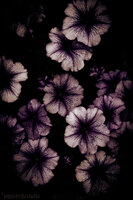 https://www.facebook.com/Pipistrellestudio/photos_stream