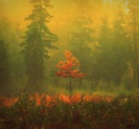 Lost Trees