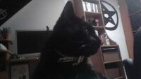 John (my cat)