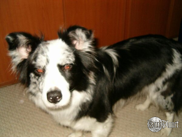 demon dog