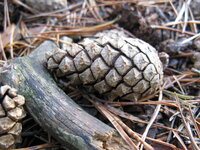     Natura 
    