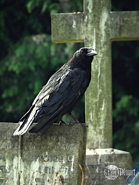 The Crow