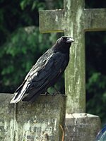 The Crow