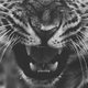 _Pantherinae_